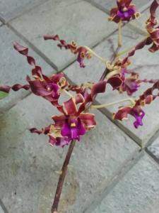 Dendrobium Andriyani Beauty