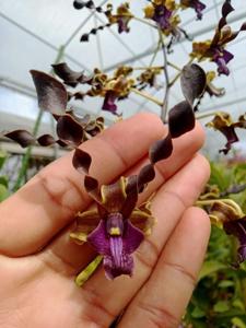 Dendrobium Andriyani Beauty