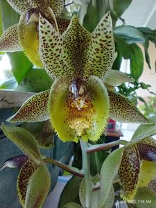 Catasetum Nicholas Rust