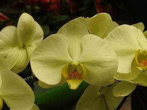 <i>Phalaenopsis</i> Charming Singer
