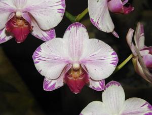Phalaenopsis Si Bin Fireworks