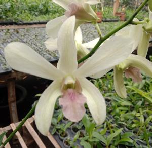 Dendrobium Empat Desember