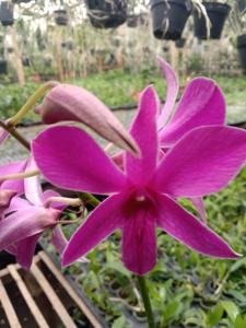 Dendrobium Empat Desember