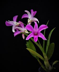 Dendrobium Empat Desember