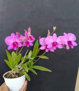 Dendrobium Yulitta Monika Kristyn