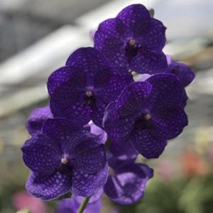 Vanda Maxton Tan Yan Xu