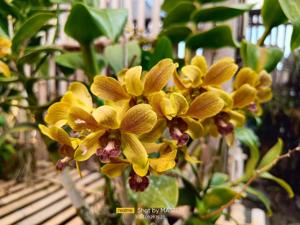 Dendrobium Junrejo Yellow Brown