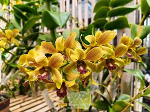 Dendrobium Junrejo Yellow Brown