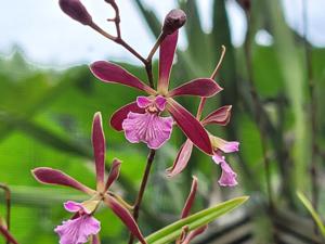 Encyclia Beatrice Orendorf