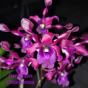 Dendrobium Firalin