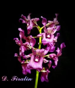 Dendrobium Firalin