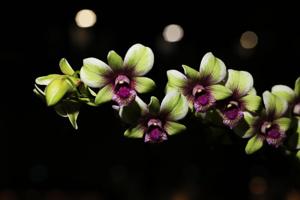 Dendrobium Tan Keng Lan