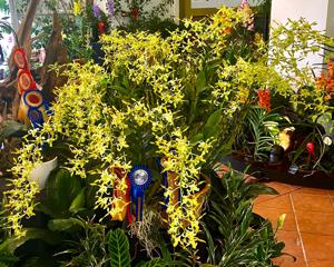 Dendrobium Singapore Golden Glory