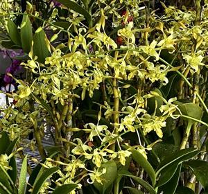 Dendrobium Singapore Golden Glory