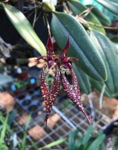 Bulbophyllum Lilliana