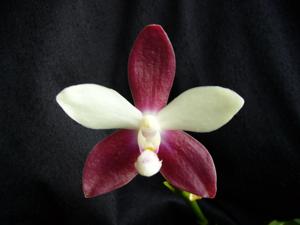 Phalaenopsis Triple Shot