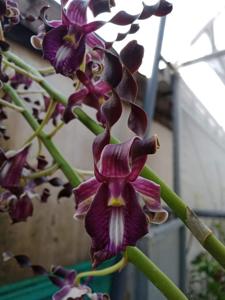 Dendrobium Dark Drago