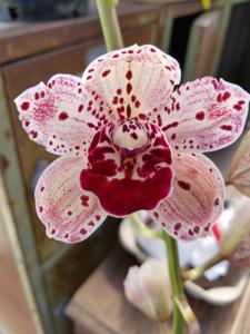 Cymbidium Lovely Lilly