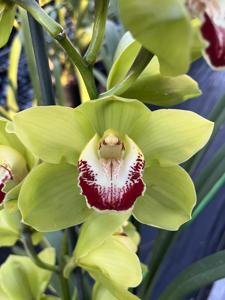 Cymbidium Eastern Sierra