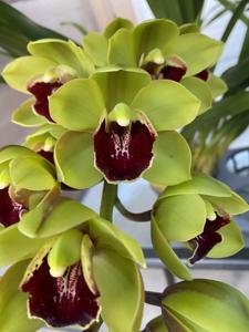 Cymbidium Nobel Nathan