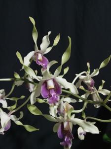 Dendrobium Atiqoh GP