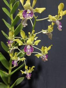 Dendrobium Suhariyati Haditomo