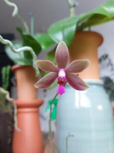 Phalaenopsis Noonien