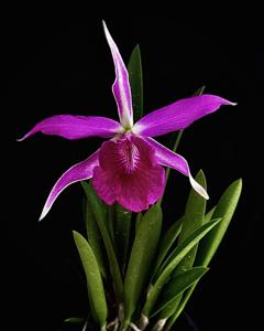 <i>Brassocattleya</i> Tim and Grace