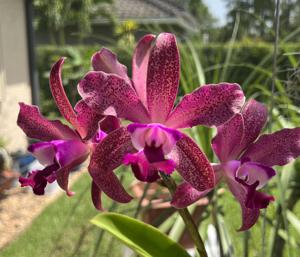 Rhynchomyrmeleya SunCoast Raspberry Sparkles