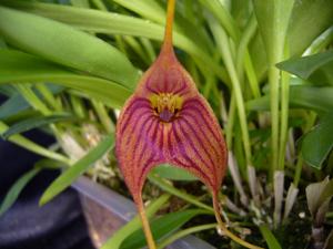 Masdevallia Teipels Achat