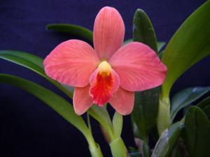 Cattleya Teipels Beaupedunculata