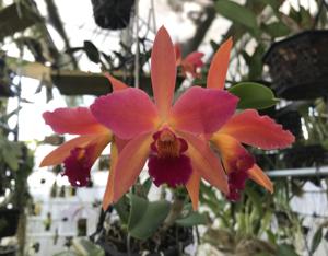 Cattlianthe Pyrocumulus