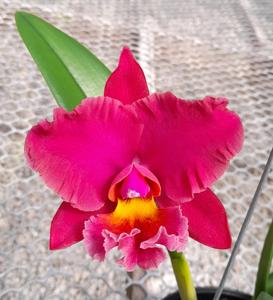 Rhyncholaeliocattleya Memoria Bellamira Varela