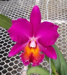 Rhyncholaeliocattleya Memoria Bellamira Varela