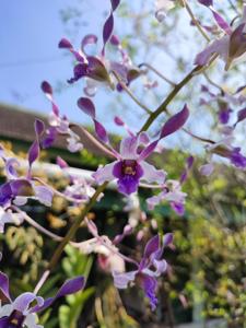 Dendrobium Rhea Blues