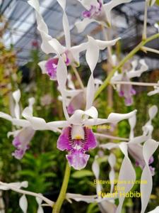 Dendrobium Rhea Blues