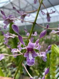 Dendrobium Rhea Blues