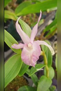 Dendrobium Ranu Kumbolo