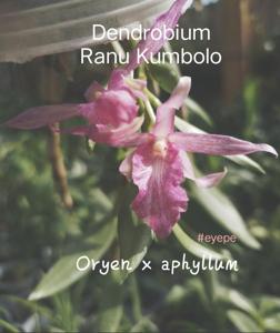 Dendrobium Ranu Kumbolo