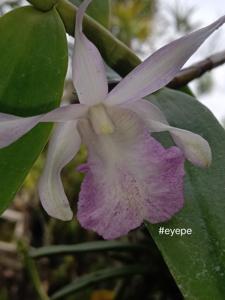 Dendrobium Ranu Kumbolo