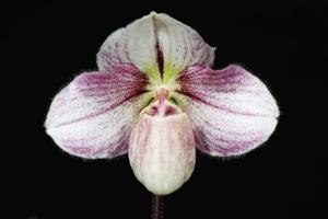 <i>Paphiopedilum</i> Haiphong Baby