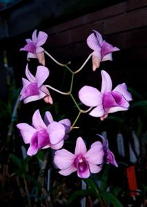 Dendrobium Shela Grimson