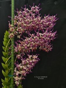 Dendrobium Fauzan Ummbium