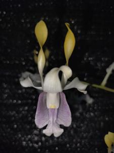 Dendrobium Argopuro