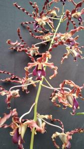 Dendrobium Dayang Sumbi