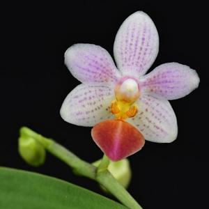 Phalaenopsis Solway