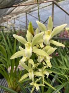 Cymbidium Danny Rodriguez