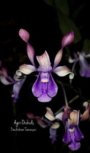 Dendrobium Tamansari