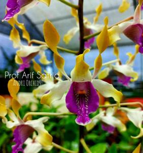 Dendrobium Prof Arif Satria