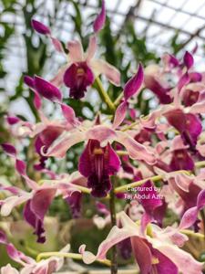 Dendrobium Neno Beauty